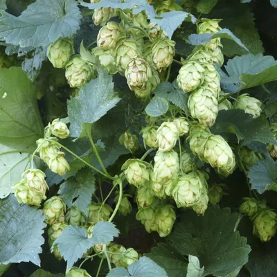 Immagine prodotto di 6 piante di luppolo selvatico (Humulus lupulus) | Vaso da 9x9 cm