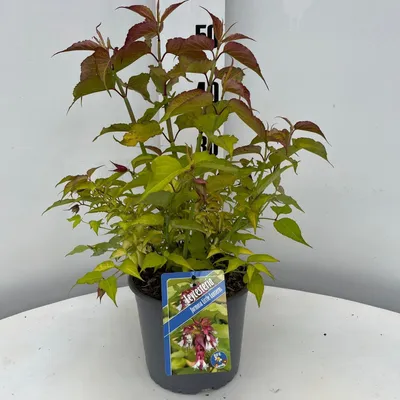 Immagine prodotto di Leycesteria formosa Little Lanterns ('CDC01'pbr) - Bacca caramellata | 30-40 cm in vaso