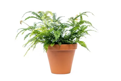 Obrázok produktu pre Gardners Adianthum mix, priemer 8,5 cm