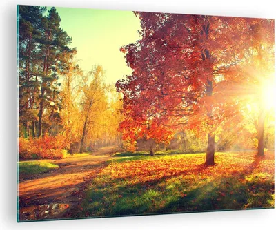 Produktbild von Bilder auf glas - Park Herbst Baum - 70x50cm - Glasbilder - Wandbilder - Kunstdruck - zum Aufhängen bereit - Wanddekoration aus Glas - Glas Bilder - Wandbild auf Glas - Einteilig - GAA70x50-3654