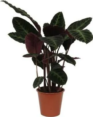 Immagine prodotto di Calathea Warscewiczii, pianta da appartamento, 80 cm di altezza, Ø 19 cm, facile da curare