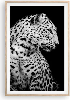 Produktbild von Gerahmtes Poster - Rahmen in heller Eiche - Leopard Panther Katze - 61x91,5 cm - Wand Bild - Wanddeko - Wandbilder - Kunstposter - Wandposter - Bilderrahmen - Bilder - Kunstdruck - P2NPA61x91-4919