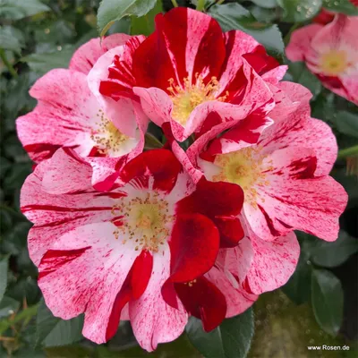 Produktbild von Kordes Kleinstrauchrose Simsalabim® Rot-weiß gestreift