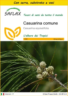 Immagine prodotto di SAFLAX Insieme di coltivazione - Casuarina comune - 200 semi - Casuarina