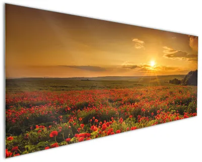 Produktbild von Wallario Küchenrückwand aus Glas, Größe: 125 x 50 cm, Motiv: Mohnblumenwiese bei Sonnenuntergang am Abend | Spritzschutz | abwischbar | pflegeleicht | in