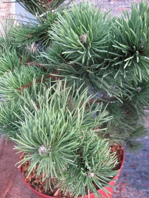Produktbild von Hakenkiefer Bluzarre - Pinus uncinata - 40-50cm