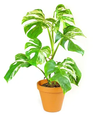 Obrázek produktu pro Gardners Monstera deliciosa variegata, průměr 17 cm