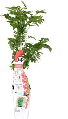 Produktbild von Campsis 'Pink Panther' Trompetenblüte Dunkelrosa Kletterpflanze Sommerblühend