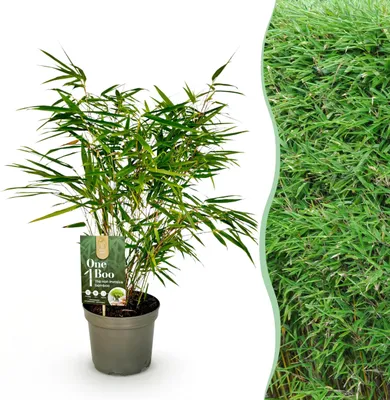 Produktbild von Gräser - Fargesia Rufa - Nicht-invasiv Bambus - Immergrün - 50-60cm - Ø17cm - Gartenpflanze