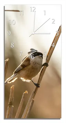 Produktbild von Wallario Design Wanduhr Vogel im Schilf aus Echtglas, Größe 30 x 60 cm