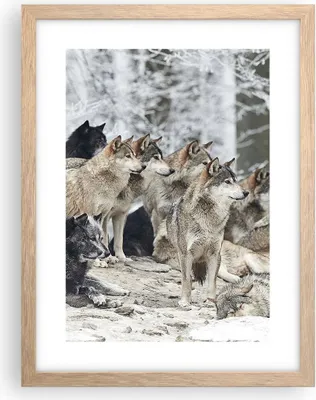 Produktbild von Gerahmtes Poster - Rahmen in heller Eiche - Rudel Wölfe Winter - 30x40 cm - Wand Bild - Wanddeko - Wandbilder - Wandposter - Bilderrahmen - Bilder - Kunstdruck - Wandbild - P2NPA30x40-4357