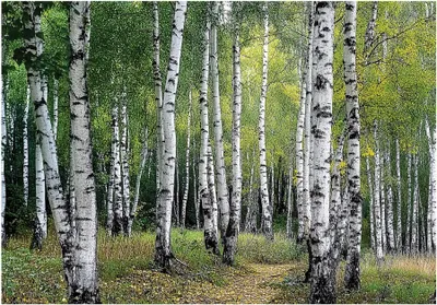 Produktbild von Fototapete 3D Effekt Wald Birken Bäume - 350x250 cm - inklusive kleister - Vlies Tapete - Vliestapete Wohnzimmer Schlafzimmer Küche Modern Wandtapete