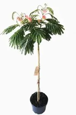 Produktbild von Albizia julibrizin 'Ombrella'- Stämmchen 80 cm,  Seidenbaum / Schlafbaum / Seidenakazie, Gesamthöhe: 110-120 cm