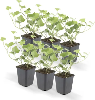 Obrázok produktu pre Pôdny kryt - bre?tan írsky - Hedera hibernica - 9cm kvetiná? - sada 6 rastlín
