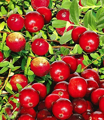 Produktbild von BALDUR Garten 3x Cranberry-Beere, Moosbeere, Pflanzen im 9x9 cm-Topf, Vaccinium macrocarpon, winterhart, mehrjährig, pflegeleicht, reiche Ernte an essbaren Früchten, Beeren vielseitig verwendbar