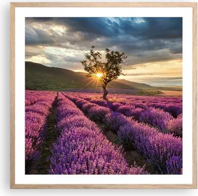 Produktbild von Gerahmtes Poster - Rahmen in heller Eiche - Lavendel Berge Feld - 60x60 cm - Wand Bild - Wanddeko - Wandbilder - Wandposter - Bilderrahmen - Bilder - Kunstdruck - Wandbild - P2NAC60x60-3645