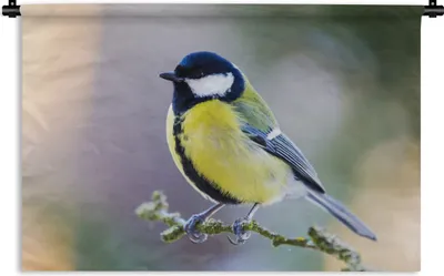 Produktbild von MuchoWow® Wandteppich Wandbehang Kohlmeise - Vogel - Zweig 60x40 cm Tapisserie Dekoration Wandtuch - Wanddekorationen