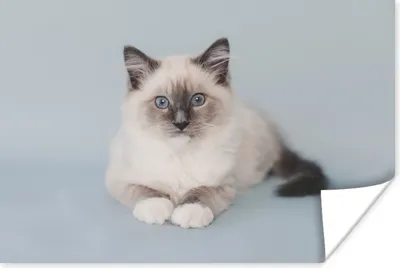 Produktbild von MuchoWow® Poster Katze - Ragdoll Katze - Blau - Mädchen - Kinder - Jungen - Kind 30x20 cm - Plakate - Print