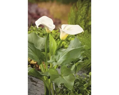 Obrázek produktu pro Kornoutice africká, kala Zantedeschia Aethiopica květináč výška 15-25 cm 3 l