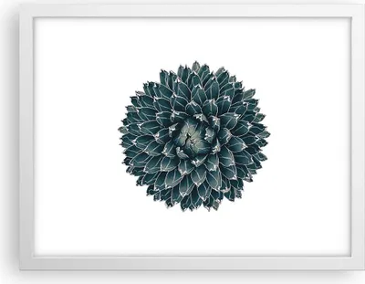 Produktbild von Gerahmtes Poster - Weißer Rahmen - Agave Königin Victoria - 40x30 cm - Wand Bild - Wanddeko - Wandbilder - Kunstposter - Wandposter - Bilderrahmen - Bilder - Kunstdruck - Wandbild - P2WAA40x30-4129