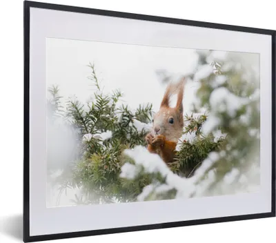 Produktbild von MuchoWow® MuchoWow® Gerahmtes Poster Eichhörnchen - Kiefer - Schnee 40x30 cm - Poster mit zchwarzem Bilderrahmen - Bilderrahmen - Poster im Rahmen