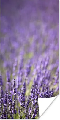 Produktbild von MuchoWow® Poster Nahaufnahme eines Feldes mit lila Lavendel 20x40 cm - Plakat - Foto