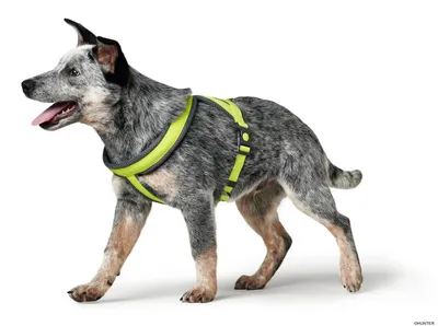 Produktbild von HUNTER Geschirr London Comfort L/2, limette