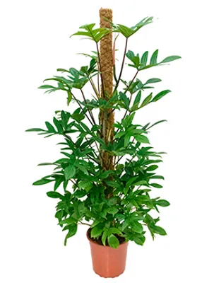 Obrázek produktu pro Gardners Philodendron pedatum s kokosovou vzpěrou 120 cm, průměr 24 cm