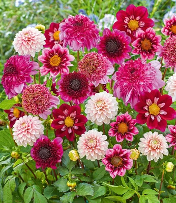 Produktbild von BALDUR Garten 4er Dahlien-Mix 'Purple & Pink', Knollen in Größe I, lange Blütezeit, beeindruckende Schnittblumen, Blickfang für Garten & Balkon, bienenfreundlich, mehrjährig & pflegeleicht