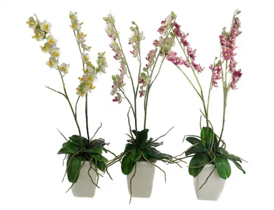 Image de Nohel Garden Orchid en pot artificiel 2 pousses 65cm