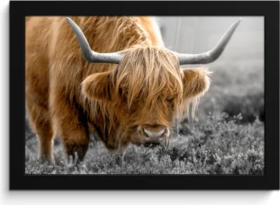 Produktbild von MuchoWow® MuchoWow® Gerahmtes Poster Schottisches Hochlandrind - Tiere - Braun - Kuh - Schwarz - Weiß - Natur 30x20 cm - Poster mit zchwarzem Bilderrahmen - Kunstdruck - Bild-Poster