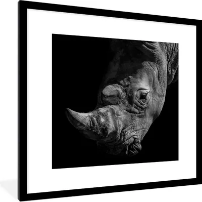 Produktbild von MuchoWow® Gerahmtes Poster Nashorn - Wildtier - Porträt 40x40 cm - Poster mit Schwarzem Bilderrahmen Wandposter Rahmen Foto Bilder - Poster - Plakat im Rahmen