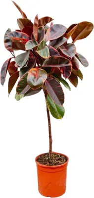 Productafbeelding van Trendyplants - Ficus Elastica Belize met stam - Rubberplant - Kamerplant - Hoogte 120-140 cm - Potmaat Ø24 cm