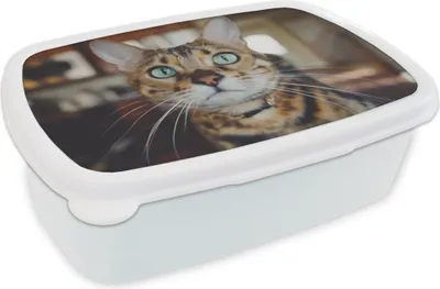 Produktbild von KitchenYeah® Lunchbox Brotzeit Brotdose 17x11 cm Katze - Schnurrhaare - Porträt Kinder Brotzeitdose - Lunch Box - Kinder - Sandwich-Box - Schulbox - Lunch Boxen
