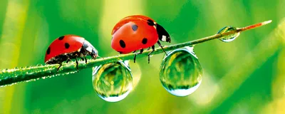 Produktbild von Fototapete - Ladybird 375x150cm - Vliestapete