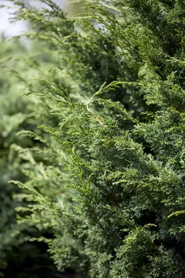 Produktbild von Juniperus virginiana 'Canaertii', Virginischer Wacholder, 60–80 cm