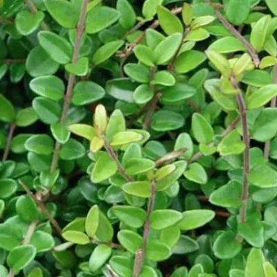 Imagen del producto de 2 x Myrtillo de seto - Lonicera nitida 'Elegant' | 25-30 cm en maceta