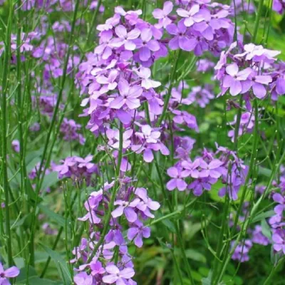Immagine prodotto di 6 x Goldlack  - Erysimum 'Bowles' Mauve'  | Vaso 9 cm x 9 cm