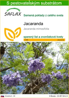 Obrázok produktu pre SAFLAX - jacaranda - Jacaranda mimosifolia - 50 Semená - S pestovateľským substrátom bez klíčkov