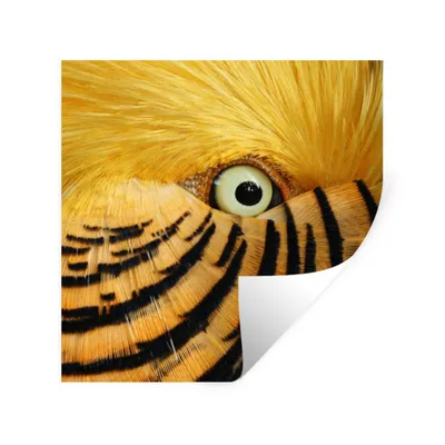 Produktbild von MuchoWow® Wandtattoo Wandsticker Wandaufkleber Nahaufnahme des Auges eines Vogels mit gelben Federn und schwarzen Streifen 100x100 cm Selbstklebend und Repositionierbar - Wierderverwendbar - Selbstklebend