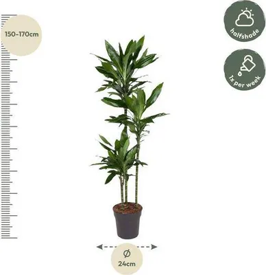 Zdjęcie produktu dla Drzewo smocze Dracaena Janet Lind Ø24 cm ↕160 cm Ciemnozielona roślina doniczkowa