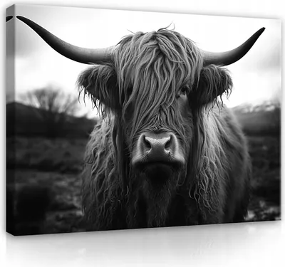 Obrázek produktu pro Obraz na plátně skotský skot krávy zvířata 120x80 cm velký moderní obraz na plátně obraz na stěnu obývací pokoj ložnice