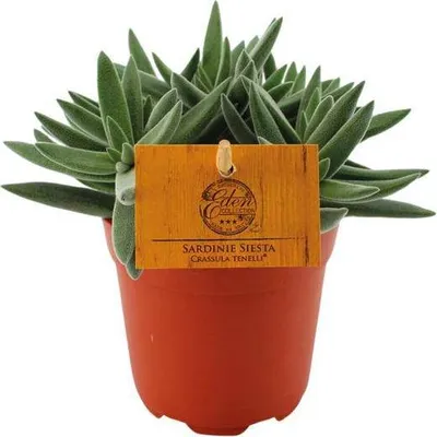 Immagine prodotto di Crassula Tenelli, pianta succulenta "Jade", Ø11cm, altezza 15cm, pianta da