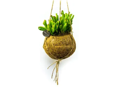 Obrázek produktu pro Kokodama Crassula mix (L)