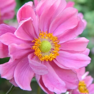 Produktbild von 6 x Herbst Anemone  - Anemone hybride 'Serenade'  | Topf 9cm x 9cm