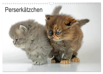 Produktbild von Perserkätzchen (Wandkalender 2027 DIN A3 quer), CALVENDO Monatskalender