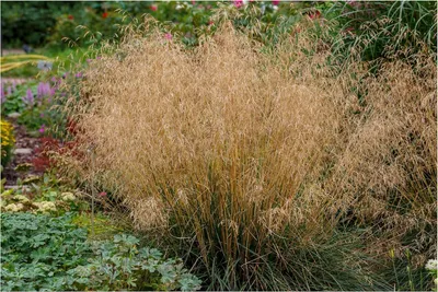 Produktbild von Stauden Gänge 5 x Deschampsia cespitosa 'Tauträger' im 1 Liter Topf - Rasenschmiele - Waldschmiele - Zarte Halme, die den Morgentau fangen