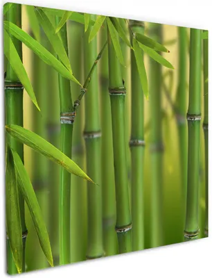 Produktbild von Wallario Premium Leinwandbild Grüner Bambuswald in Größe 50 x 50 cm