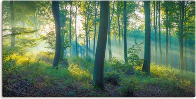 Produktbild von ARTland Leinwandbild Wald Panorama Größe: 150x75 cm