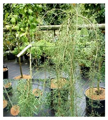 Produktbild von Caragana arborescens - Gemeiner Erbsenstrauch - Hängender Erbsenstrauch 60-100 cm